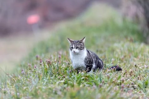 Young cat with tiger pattern fur on a green grass Stock Photos