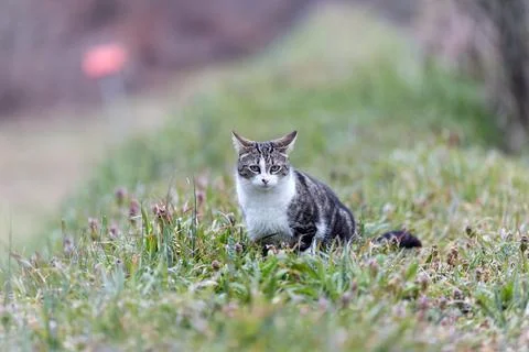 Young cat with tiger pattern fur on a green grass Stock Photos