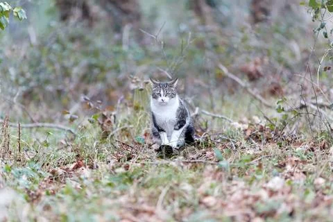 Young cat with tiger pattern fur on a green grass Stock Photos