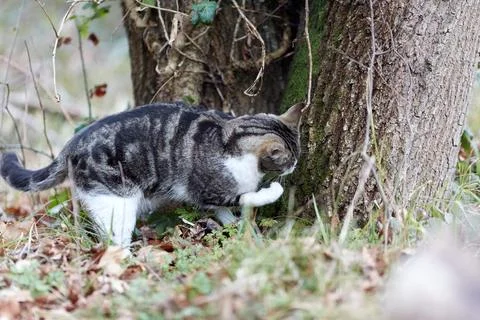 Young cat with tiger pattern fur on a green grass Stock Photos