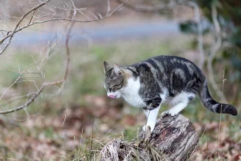 Young cat with tiger pattern fur on a green grass Stock Photos
