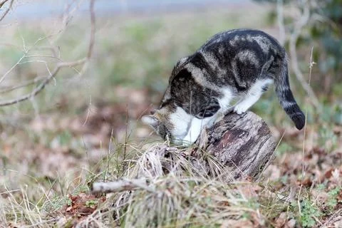 Young cat with tiger pattern fur on a green grass Stock Photos