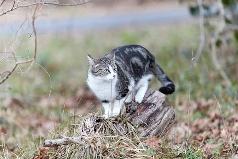Young cat with tiger pattern fur on a green grass Stock Photos