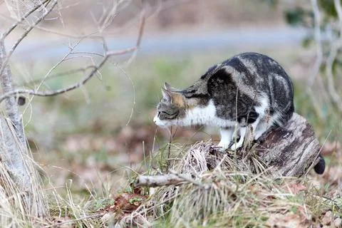 Young cat with tiger pattern fur on a green grass Stock Photos