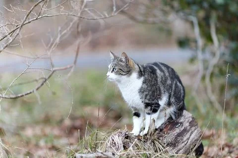 Young cat with tiger pattern fur on a green grass Stock Photos