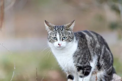 Young cat with tiger pattern fur on a green grass Stock Photos