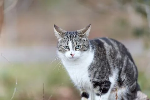 Young cat with tiger pattern fur on a green grass Stock Photos