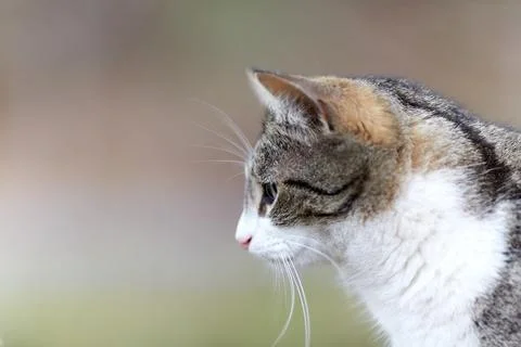 Young cat with tiger pattern fur on a green grass Stock Photos