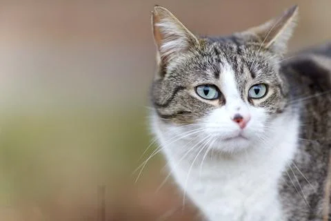 Young cat with tiger pattern fur on a green grass Stock Photos