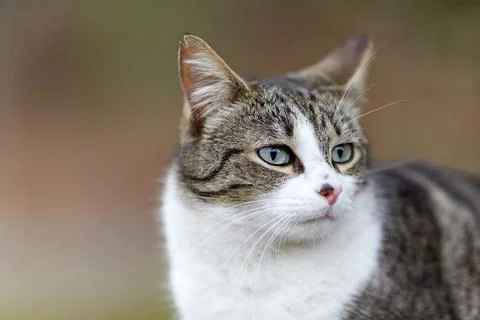 Young cat with tiger pattern fur on a green grass Stock Photos
