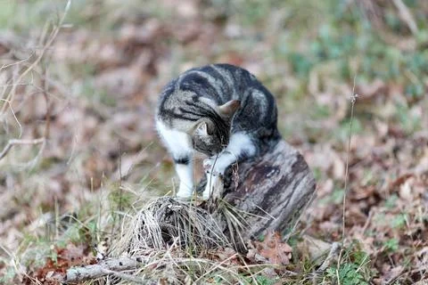 Young cat with tiger pattern fur on a green grass Stock Photos