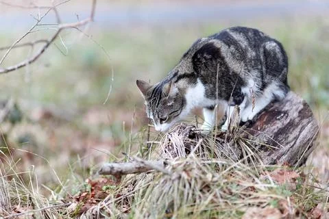 Young cat with tiger pattern fur on a green grass Stock Photos