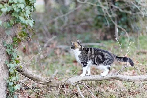 Young cat with tiger pattern fur on a green grass Stock Photos