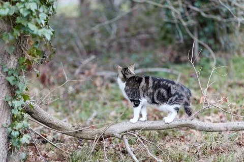 Young cat with tiger pattern fur on a green grass Stock Photos