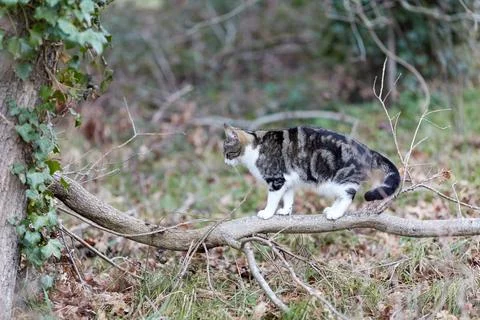 Young cat with tiger pattern fur on a green grass Stock Photos