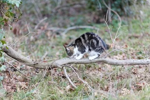 Young cat with tiger pattern fur on a green grass Foto stock