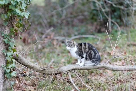 Young cat with tiger pattern fur on a green grass Foto stock