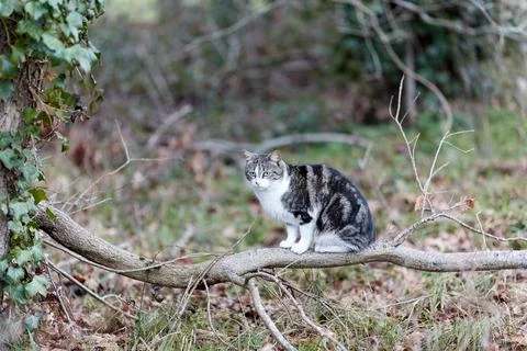 Young cat with tiger pattern fur on a green grass Stock Photos