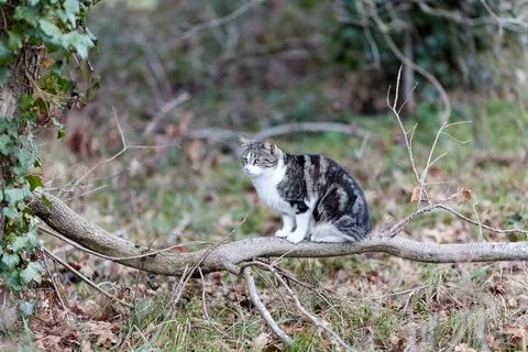 Young cat with tiger pattern fur on a green grass Stock Photos