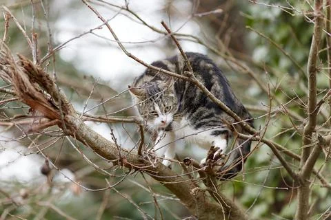 Young cat with tiger pattern fur on a green grass Stock Photos