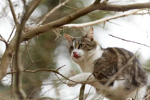 Young cat with tiger pattern fur on a green grass Stock Photos