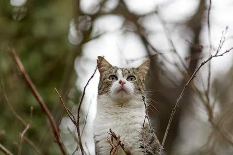 Young cat with tiger pattern fur on a green grass Stock Photos