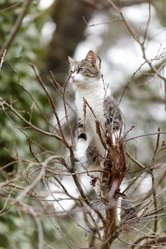 Young cat with tiger pattern fur on a green grass Stock Photos