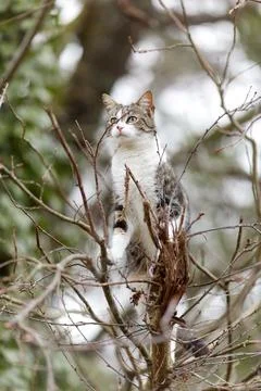 Young cat with tiger pattern fur on a green grass Stock Photos