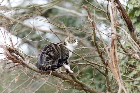 Young cat with tiger pattern fur on a green grass Stock Photos