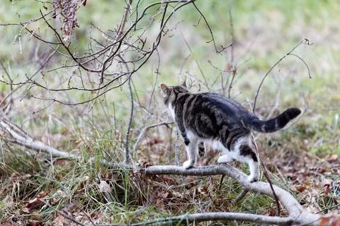 Young cat with tiger pattern fur on a green grass Stock Photos