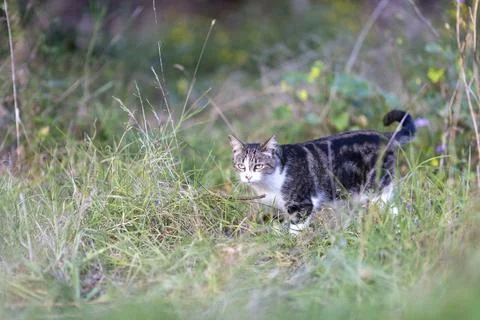 Young cat with tiger pattern fur on a green grass Stock Photos