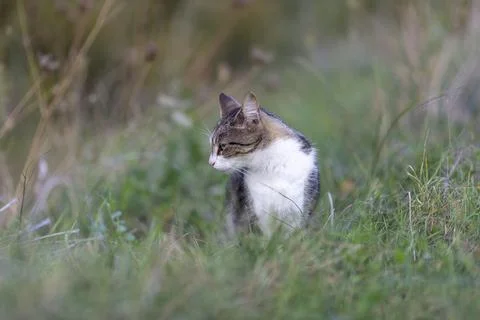 Young cat with tiger pattern fur on a green grass Stock Photos