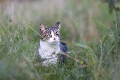 Young cat with tiger pattern fur on a green grass Stock Photos