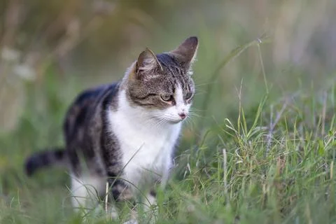 Young cat with tiger pattern fur on a green grass Stock Photos