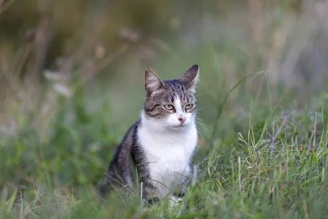 Young cat with tiger pattern fur on a green grass Stock Photos