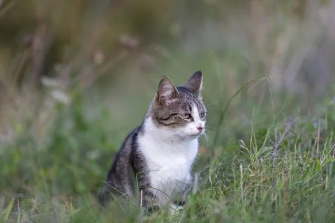 Young cat with tiger pattern fur on a green grass Stock Photos