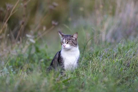 Young cat with tiger pattern fur on a green grass Stock Photos