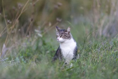 Young cat with tiger pattern fur on a green grass Stock Photos