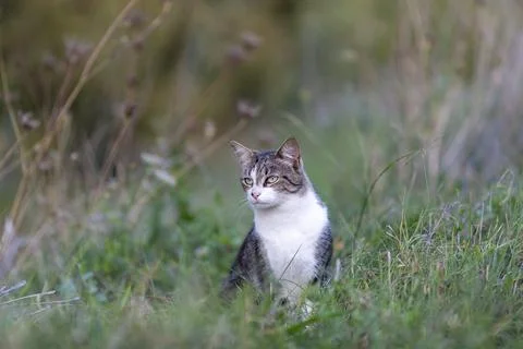 Young cat with tiger pattern fur on a green grass Stock Photos