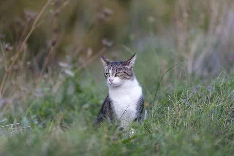 Young cat with tiger pattern fur on a green grass Foto stock