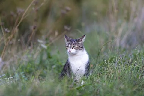 Young cat with tiger pattern fur on a green grass Stock Photos