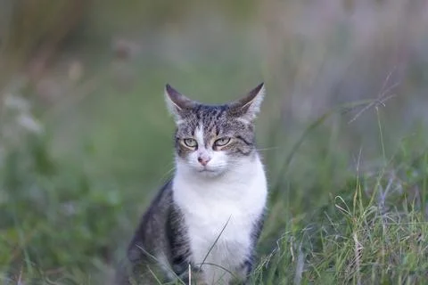Young cat with tiger pattern fur on a green grass Foto stock