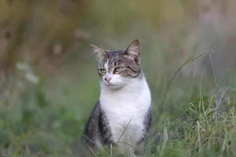 Young cat with tiger pattern fur on a green grass Stock Photos