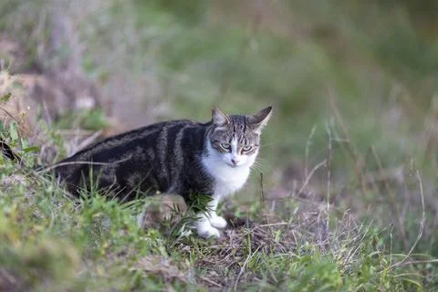 Young cat with tiger pattern fur on a green grass Stock Photos