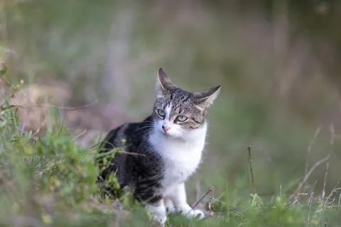 Young cat with tiger pattern fur on a green grass Stock Photos