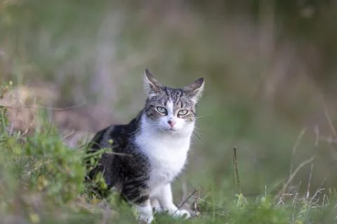 Young cat with tiger pattern fur on a green grass Stock Photos