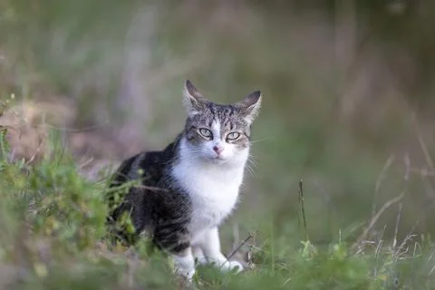 Young cat with tiger pattern fur on a green grass Stock Photos