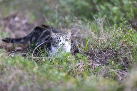 Young cat with tiger pattern fur on a green grass Stock Photos