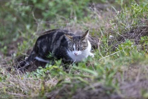 Young cat with tiger pattern fur on a green grass Stock Photos