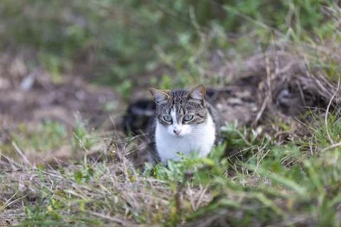 Young cat with tiger pattern fur on a green grass Stock Photos